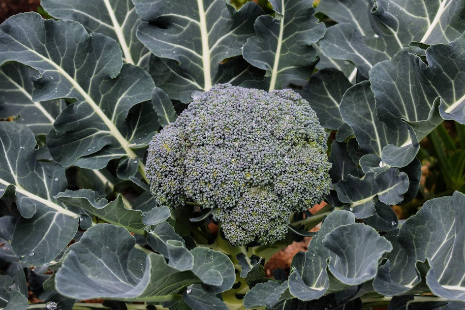 cdn.shopify.com_s_files_1_2550_8730_products_broccoli_waltham29_2_pixabay_1200x630.jpg
